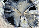 Petrified Wood Slice - Blue Forest, Wyoming #56018-1